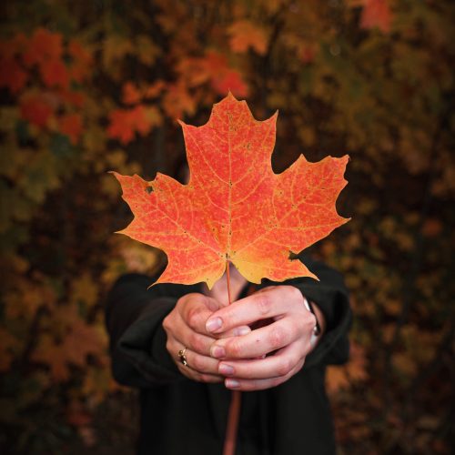 Candaian Leaf